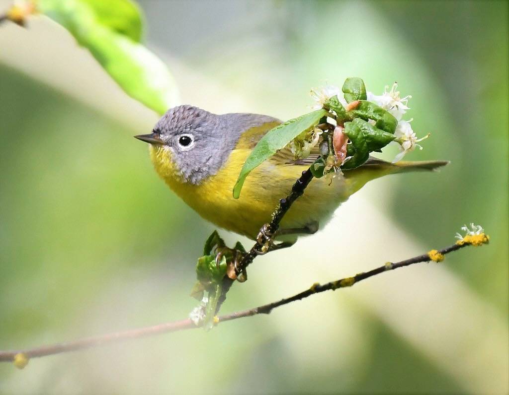 Nashville warbler by Billy True/USFWS Pacific is marked with Public Domain Mark 1.0.
